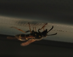 Ancistrocerus antilope