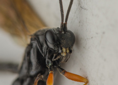 Pimpla spuria