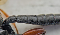 Pimpla spuria
