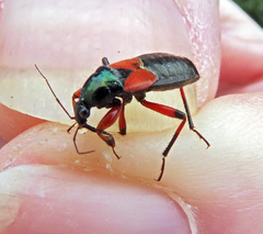 Prostemma aeneicolle