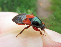 Prostemma aeneicolle