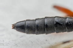 Pimpla spuria