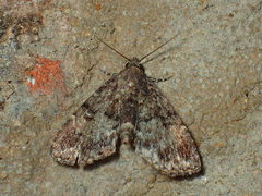 Metalectra richardsi