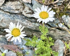 Leucanthemopsis