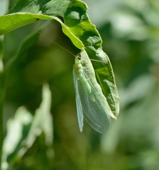 Nineta vittata