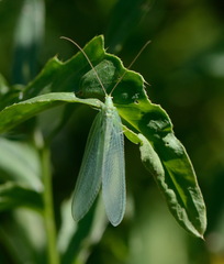 Nineta vittata