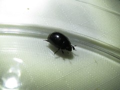 Nosodendron unicolor