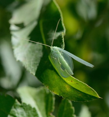 Nineta vittata