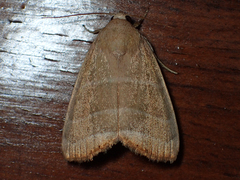 Bagisara rectifascia