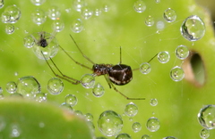 Microlinyphia sterilis