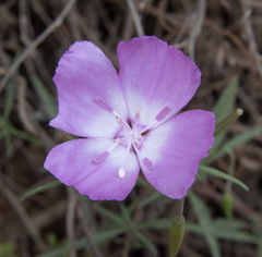 Clarkia bottae