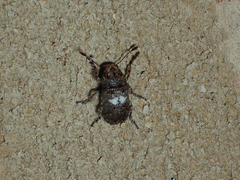 Toxonotus cornutus