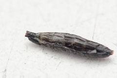 Pimpla spuria