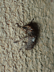 Toxonotus cornutus
