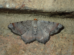 Macaria transitaria
