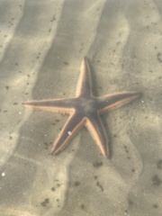 Astropecten articulatus