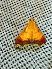 Pyrausta bicoloralis