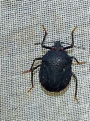 Ochlerus handlirschi