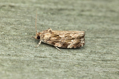 Phaecasiophora confixana