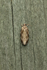 Phaecasiophora confixana