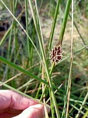 Chorizandra cymbaria