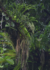 Phlegmariurus phlegmarioides