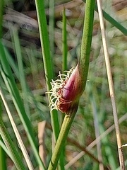 Chorizandra cymbaria
