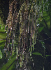 Phlegmariurus phlegmarioides