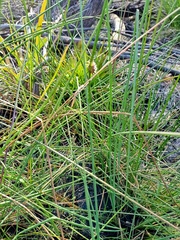 Chorizandra cymbaria