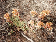 Sedum obtusatum