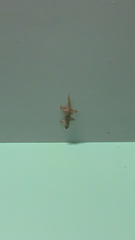 Hemidactylus platyurus