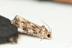 Phaecasiophora confixana