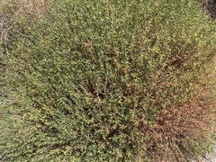 Euphorbia spinosa