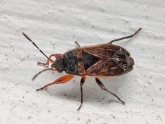 Trapezonotus desertus