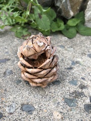 Pinus sibirica