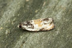 Olethreutes griseoalbana