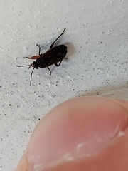 Trapezonotus desertus