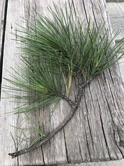 Pinus sibirica