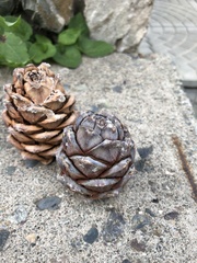 Pinus sibirica