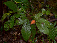 Atractocarpus hirtus