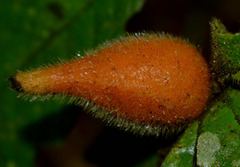 Atractocarpus hirtus