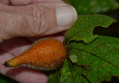 Atractocarpus hirtus