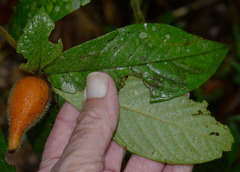 Atractocarpus hirtus