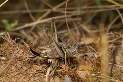 Platycleis albopunctata albopunctata