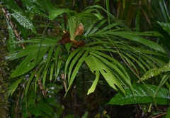 Linospadix microcaryus