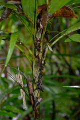 Linospadix microcaryus