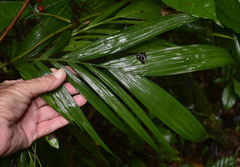 Linospadix microcaryus