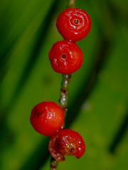 Linospadix microcaryus