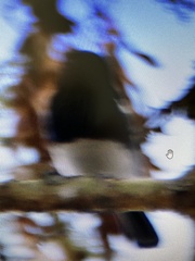 Melaniparus albiventris