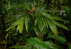 Linospadix microcaryus